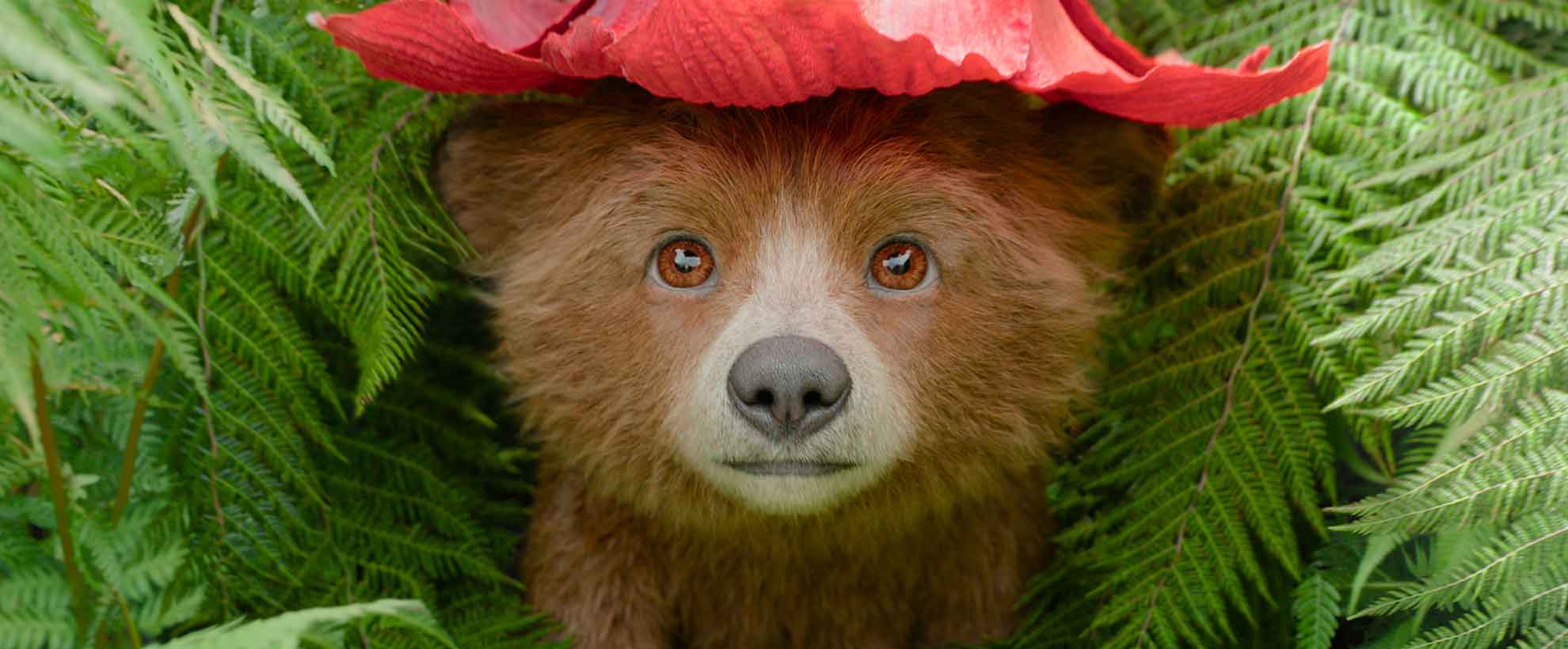 A baby Paddington, with a red flower on his head in lieu of his signature hat