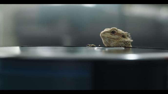 jeff the pet beadered dragon poking its head above a chair