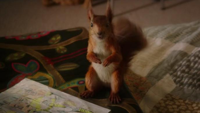 a red squirrel on the floor looking up into the camera