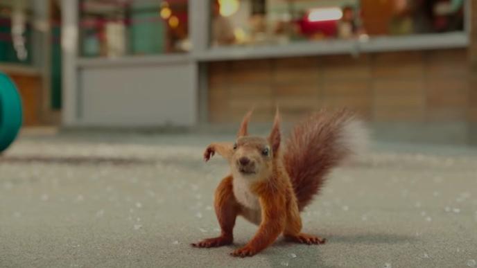Ulysses the squirrel lands on the ground