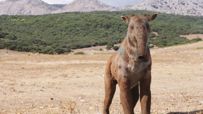 A Mulefa creature, which has a short trunk