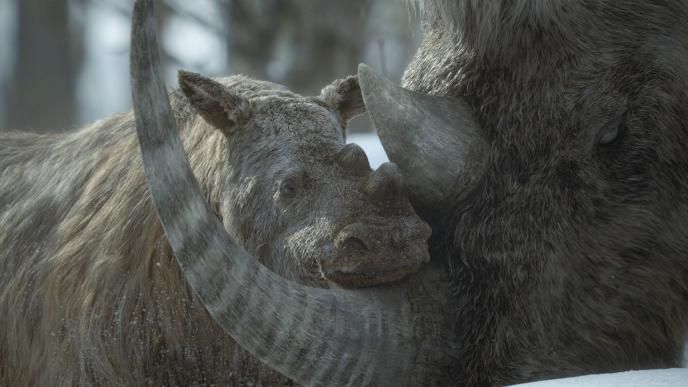 Final image of the Wolly Rhinos 